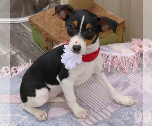 Medium Photo #1 Rat Terrier Puppy For Sale in Bandera, TX, USA