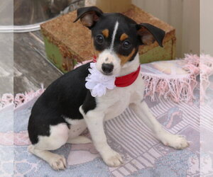 Rat Terrier Dogs for adoption in Bandera, TX, USA