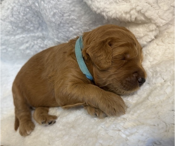 Medium Photo #7 Goldendoodle Puppy For Sale in DELAND, FL, USA