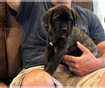 Small #5 Cane Corso