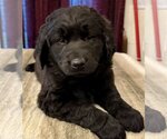 Small Photo #3 Labradoodle Puppy For Sale in Lake Elsinore, CA, USA