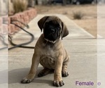 Small #4 Mastiff