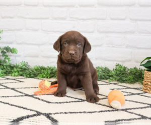 Labrador Retriever Puppy for sale in SYRACUSE, IN, USA