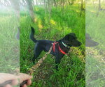 Small #2 Labrador Retriever Mix