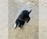Small #1 Mutt