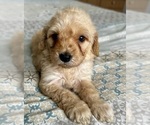 Small Photo #11 Goldendoodle (Miniature) Puppy For Sale in PENSACOLA, FL, USA