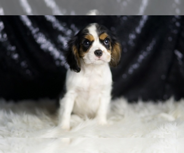 Medium Photo #6 Cavalier King Charles Spaniel Puppy For Sale in WARSAW, IN, USA