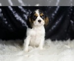 Small #5 Cavalier King Charles Spaniel