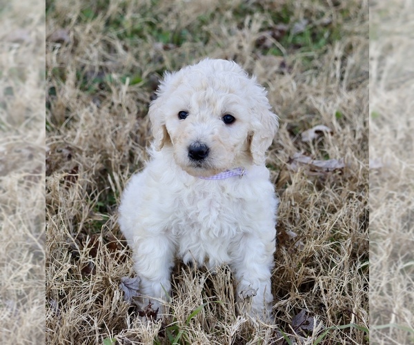 Medium Photo #1 Goldendoodle Puppy For Sale in CARTHAGE, TX, USA