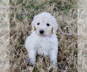 Medium Goldendoodle