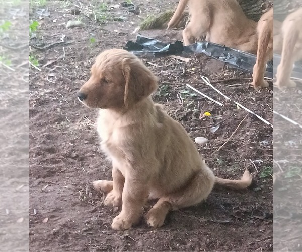 Medium Photo #3 Golden Retriever Puppy For Sale in NORDLAND, WA, USA