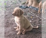 Small #2 Golden Retriever
