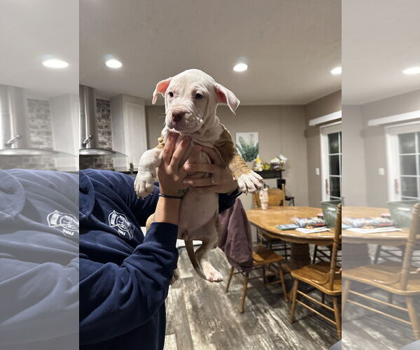 Medium Photo #1 American Staffordshire Terrier-Unknown Mix Puppy For Sale in Holly Springs, NC, USA