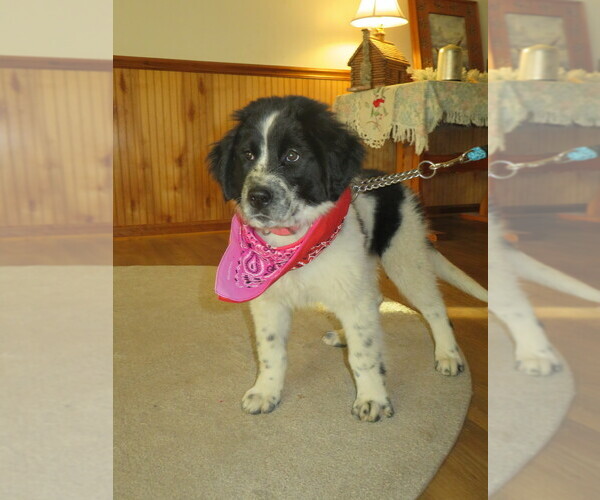 Medium Photo #14 Newfoundland Puppy For Sale in MECHANICSVILLE, MD, USA