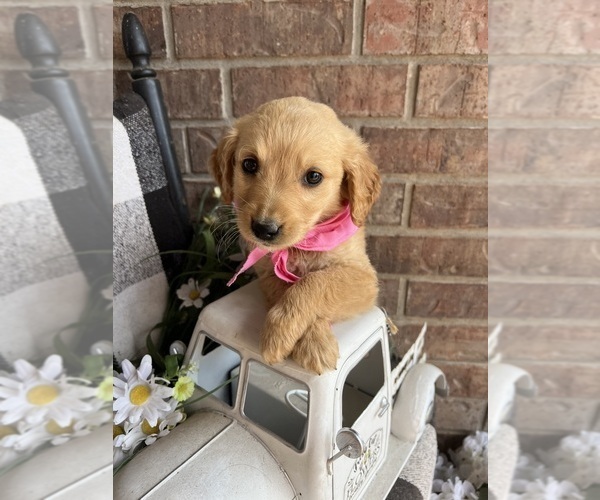 Medium Photo #5 Golden Retriever Puppy For Sale in RICHLAND, MO, USA