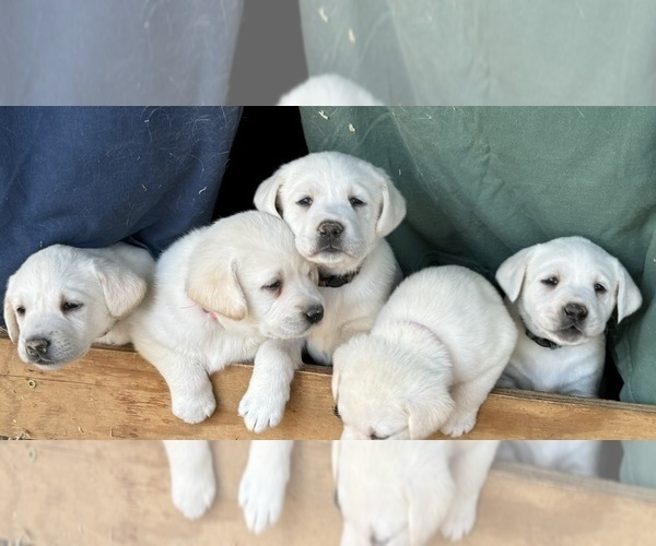 Medium Photo #2 Labrador Retriever Puppy For Sale in ALL HEALING SPRINGS, NC, USA