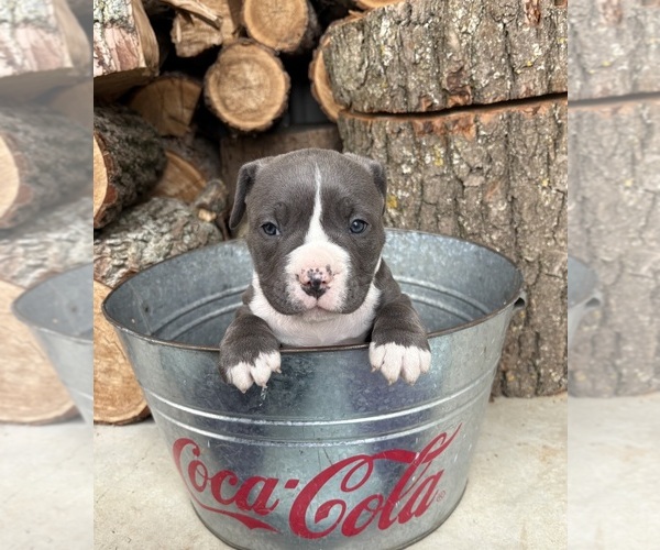 Medium Photo #4 American Bulldog Puppy For Sale in MIDDLEBURY, IN, USA