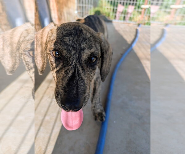 Medium Photo #5 Mountain Cur Puppy For Sale in Green Forest, AR, USA