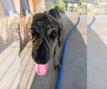 Small #4 Mountain Cur