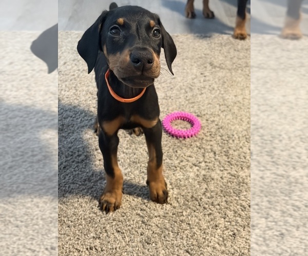 Medium Photo #1 Doberman Pinscher Puppy For Sale in CHEPACHET, RI, USA