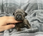 Small #2 French Bulldog