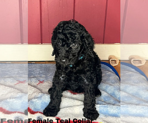 Goldendoodle Puppy for sale in MONTGOMERY, MN, USA