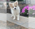 Small Photo #6 Pomeranian Puppy For Sale in CANOGA, NY, USA