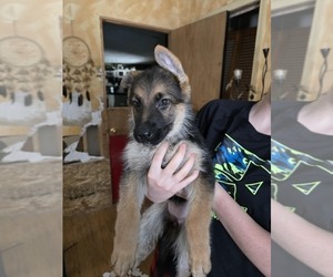 German Shepherd Dog Puppy for sale in LA FAYETTE, NY, USA