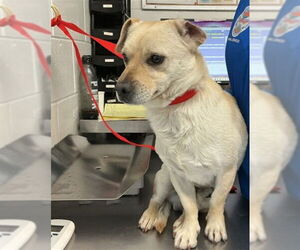 Chihuahua-Unknown Mix Dogs for adoption in San Bernardino, CA, USA