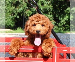 Cavapoo Puppy for Sale in JONES, Michigan USA