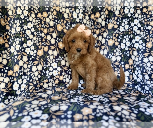 Medium Photo #6 Cavapoo (Miniature) Puppy For Sale in LAKELAND, FL, USA