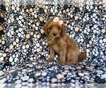 Small #5 Cavapoo (Miniature)