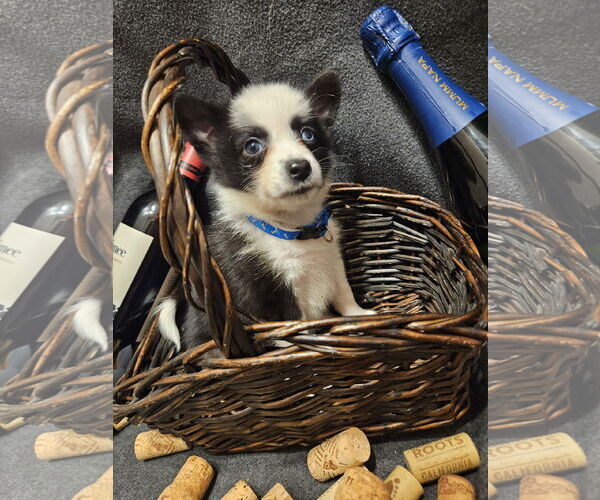 Medium Photo #2 Pomimo Puppy For Sale in Princeton, MN, USA