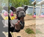 Small Photo #17 French Bulldog Puppy For Sale in HOPKINSVILLE, KY, USA