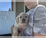 Small Photo #3 Labrador Retriever Puppy For Sale in WILLOWS, CA, USA