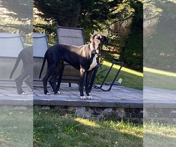 Medium Photo #4 Great Dane Puppy For Sale in Uwchlan, PA, USA