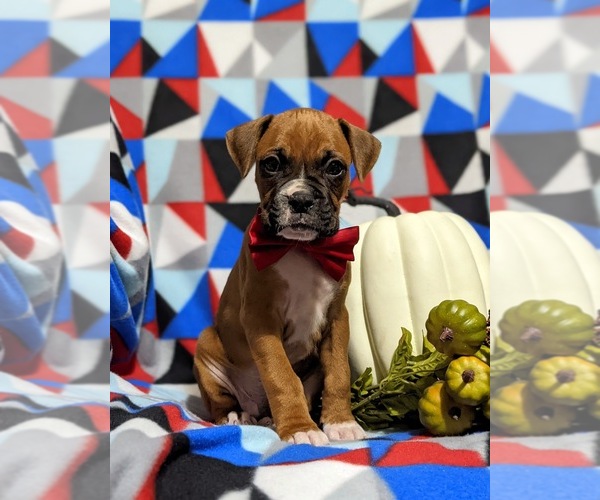 Medium Photo #1 Boxer Puppy For Sale in QUARRYVILLE, PA, USA