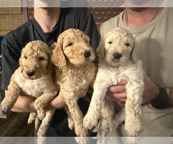 Medium Photo #1 Goldendoodle-Irish Doodle Mix Puppy For Sale in LAKELAND, FL, USA