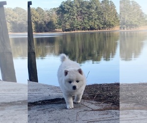 Pomsky Puppy for sale in BEULAVILLE, NC, USA