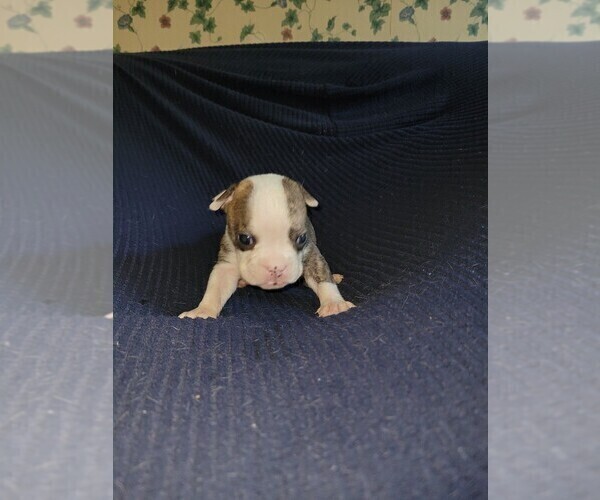 Medium Photo #4 Olde English Bulldogge Puppy For Sale in HAMLER, OH, USA