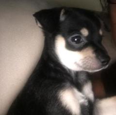 Chihuahua Puppy for sale in SPICELAND, IN, USA