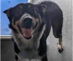 Mutt Dogs for adoption in Camarillo, CA, USA