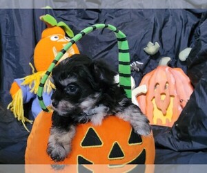 Malchi Puppy for sale in LAGRANGE, KY, USA