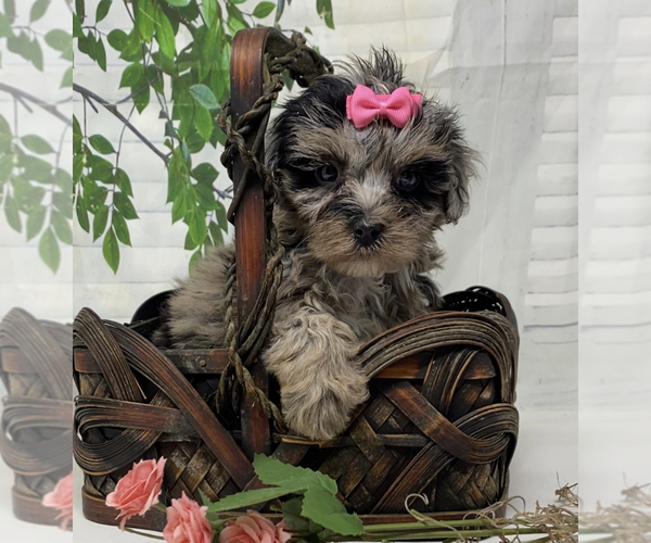 Medium Photo #3 Yorkipoo Puppy For Sale in SELLERSBURG, IN, USA