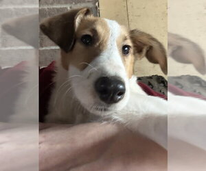 Collie-Dalmatian Mix Dogs for adoption in Aurora, IN, USA