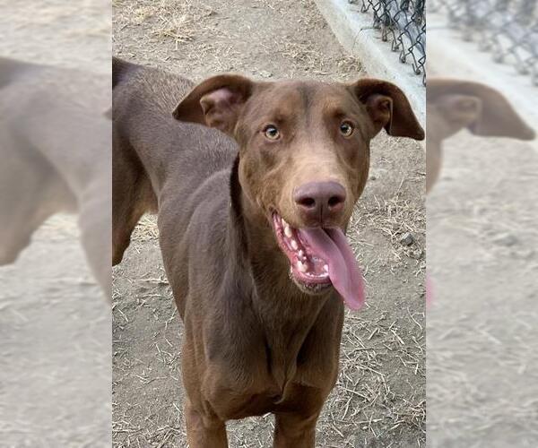 Medium Photo #3 Doberman Pinscher Puppy For Sale in Riverside, CA, USA