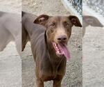 Small #2 Doberman Pinscher