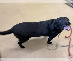 Labrador Retriever Dogs for adoption in Derwood, MD, USA