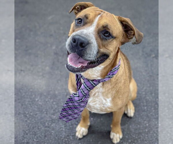 Medium Photo #5 American Staffordshire Terrier-Boxer Mix Puppy For Sale in Huntley, IL, USA