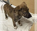 Small #1 Collie-German Shepherd Dog Mix